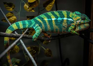 Striped Chameleon on Branch