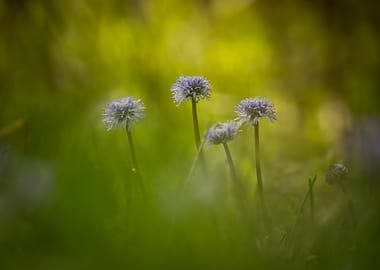 Purple Allium Flowers in Green Field
