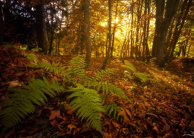 Autumn Forest with Ferns and Sunlight
