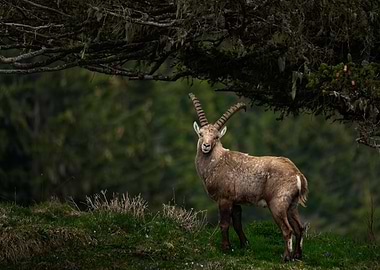 Majestic Ibex in Mountain Landscape