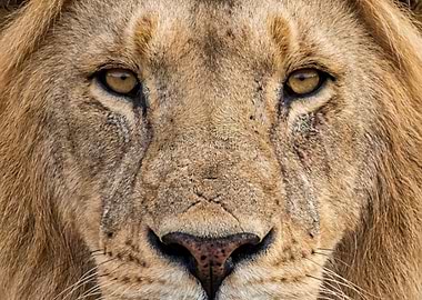 Lion Face Close-Up