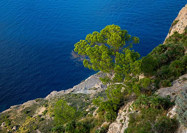 Cliffside Tree Overlooking the Deep Blue Sea
