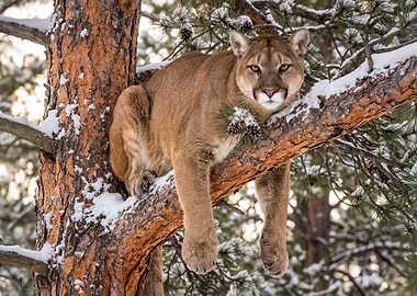 Cougar in a Snowy Tree