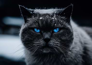 Blue-Eyed Cat