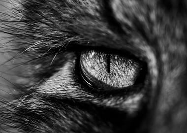 Black&White Cat Eye Close-Up