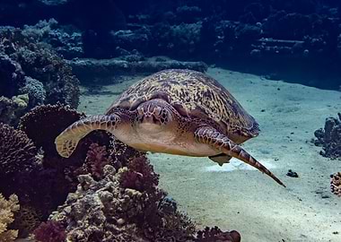 Sea Turtle Underwater