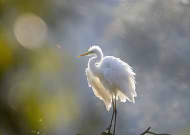 Great Egret in Natural Habitat