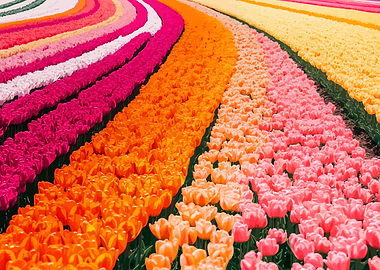 Colorful Tulip Field Minimalist Art Illustration