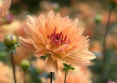 Peach Dahlia Flower Close-Up