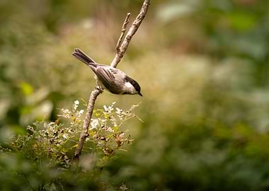 Chickadee on a Branch