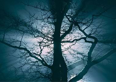 Silhouette of a Tree at Night