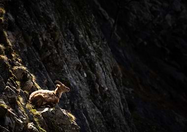 Ibex resting on mountain ledge