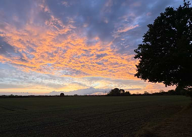 Sunset over field with tree silhouette