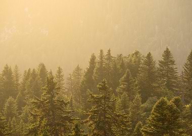 Sunlit Forest Canopy