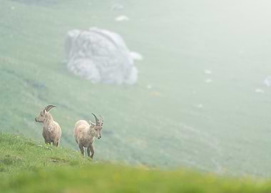 Two Ibex in a Misty Meadow