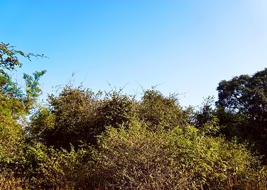 Green Forest Shrubs Beneath Clear Blue Sky