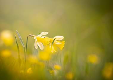 Yellow Daffodils in a Field