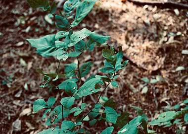 Wild Sapling with Weathered Leaves
