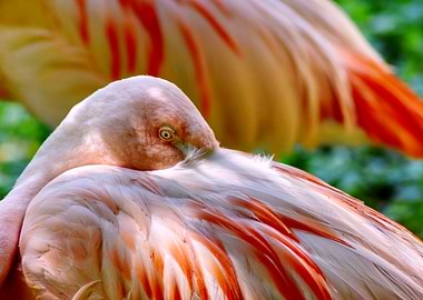 Flamingo taking a break from all of this