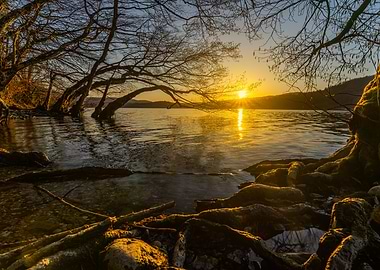 Lake Sunset with Trees and Roots