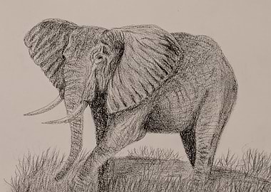 Elephant Sketch