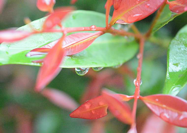 Red and Green Leaves with Raindrops