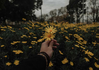 Hand holding yellow daisies in field