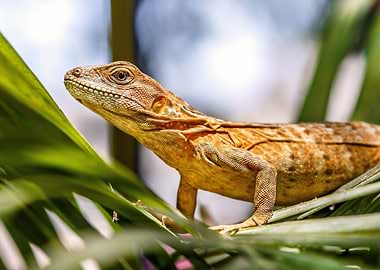 Brown Basilisk Lizard on Green Leaves
