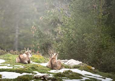 Two Chamois Resting in Mountain Forest