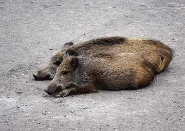 Two Boars Taking A Rest