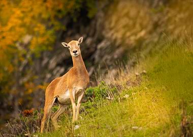 Mouflon in Autumn Landscape