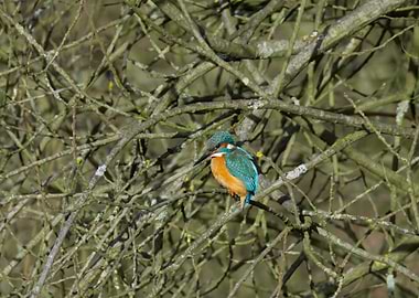 Kingfisher perched on a tree branch