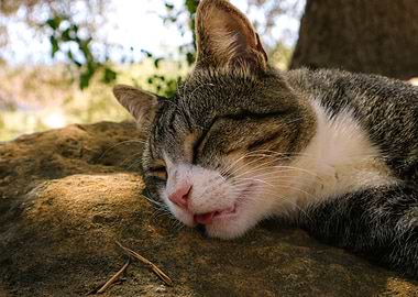 Sleeping cat on a rock