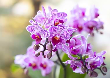 Pink Striped Orchid Blossom