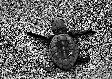 Baby Turtle on the Beach