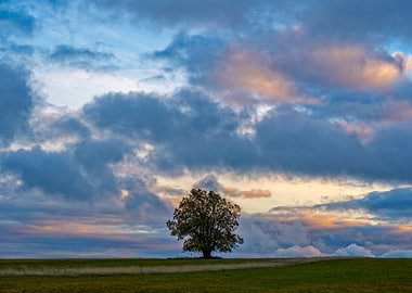 Lone Tree Under Cloudy Sky