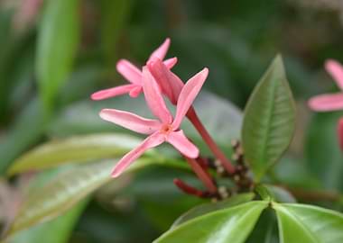 Pink Ixora Flower Close-Up