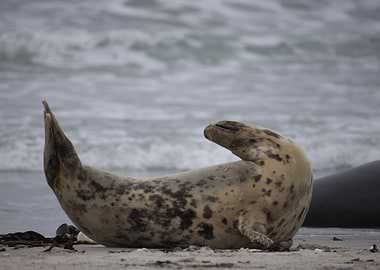 Yoga Grey Seal
