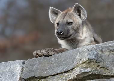 Hyena portrait on a rock