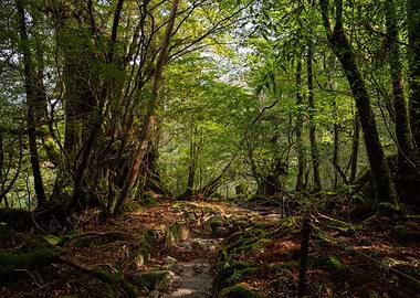 Lush Green Forest Path Yakushima Kagoshima