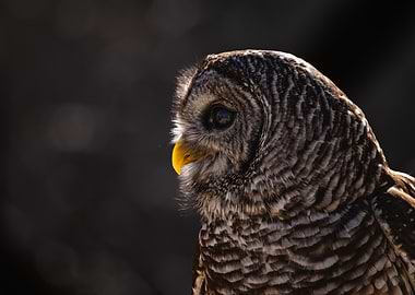 Barred Owl Profile