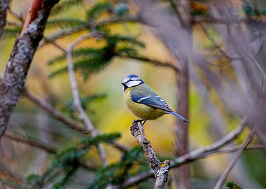 Eurasian Blue Tit on a Branch