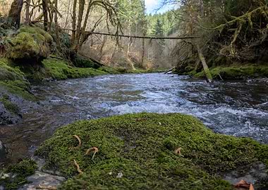 Mossy River in Forest