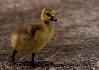 Cute Gosling Walking on Gravel Path