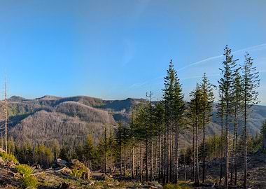 Forest landscape with burned trees