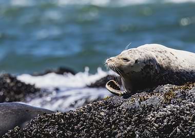 Seal Resting on Rocky Shoreline