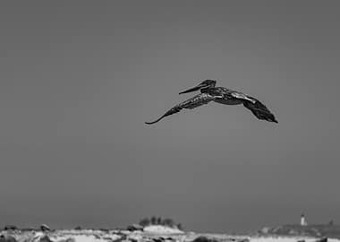 Pelican in Flight, Black and White