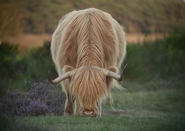 Highland Cow Grazing in Heather Field