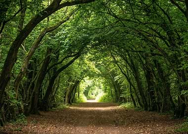 Green Forest Tunnel Path