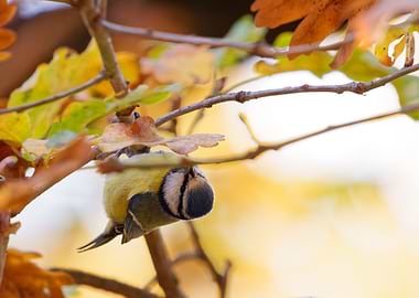 Eurasian Blue Tit in Autumn Leaves
